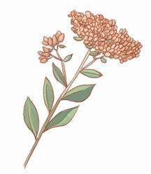 La coloration végétale en 5 leçons. EPISODE 5 : Le cahier de plantes tinctoriales et son nuancier.