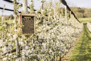 Wildbiene+Partner lance le parrainage d'abeilles sauvages en France. 