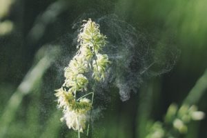 Allergie au pollen : comment lutter ?