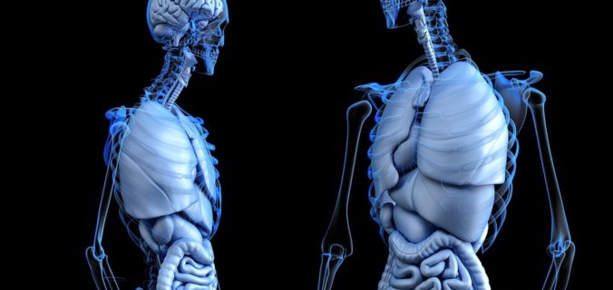 France Biotech invite à un voyage dans le corps humain.