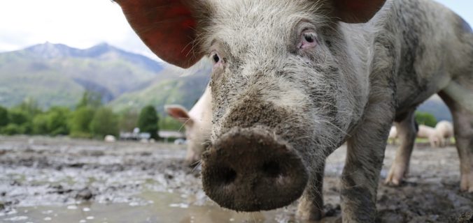 Voici pourquoi vous ne devriez pas manger la viande de porc ?