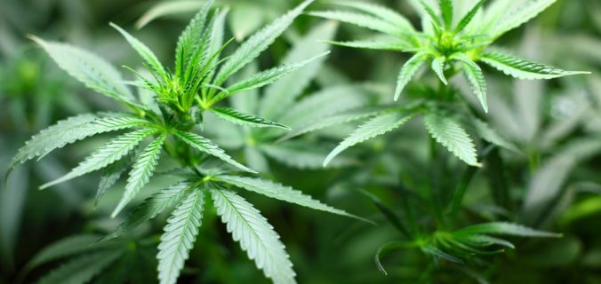Résine de Cannabis vs Herbe, quel pays consomme quoi ?