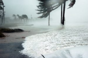 Une organisation vegan donne 100 000 dollars aux sinistrés de l’ouragan Maria