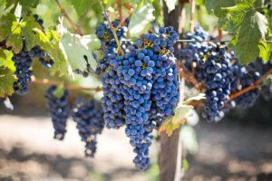 Principaux avantages pour la santé des raisins