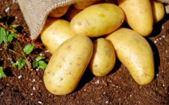 Comment acheter, conserver et préparer des pommes de terre