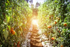 Comment cultiver des tomates en utilisant des méthodes biologiques?