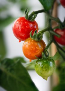 Comment cultiver des tomates en utilisant des méthodes biologiques?