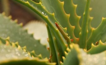 L'Ile aux plantes démocratise les bienfaits de l'Aloe arborescens.