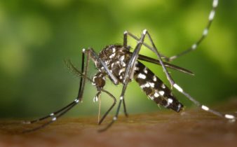 16 remèdes maison pour les piqûres de moustiques