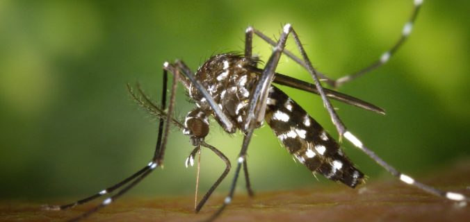 16 remèdes maison pour les piqûres de moustiques