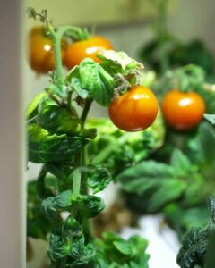 Tomates : La Clé de la Réussite pour Votre Jardin d'Intérieur.