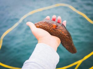 Concombres de Mer : rôle, variété et utilisations