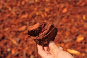 Pycnogenol® : un remède naturel contre la cellulite