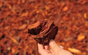 Pycnogenol® : un remède naturel contre la cellulite