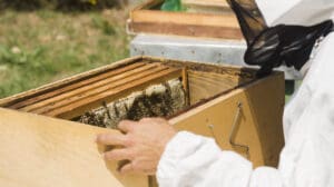 Les bienfaits du miel et rôle des abeilles.
